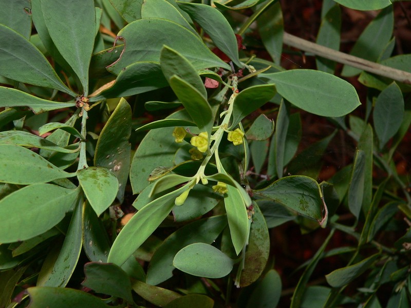 Osyris lanceolata photo 2