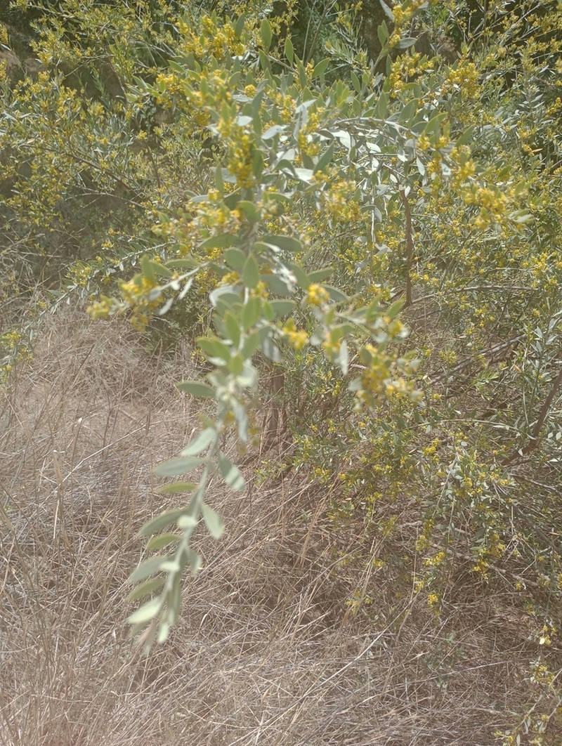 Osyris lanceolata photo 3