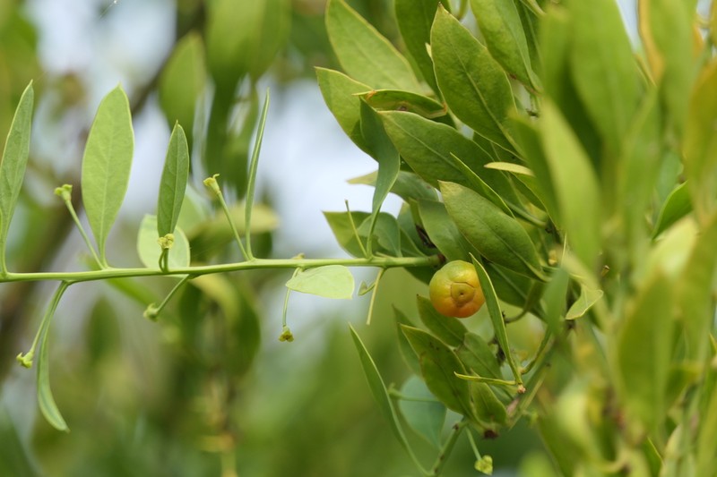 Osyris lanceolata photo 4