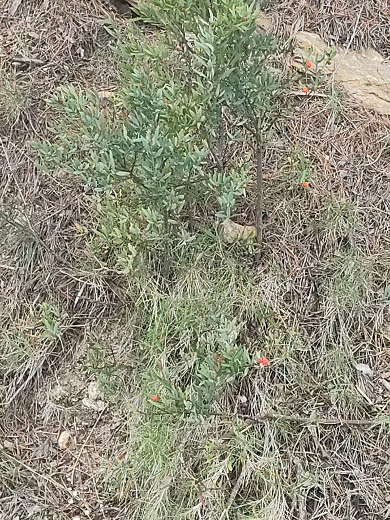 Osyris lanceolata photo 5