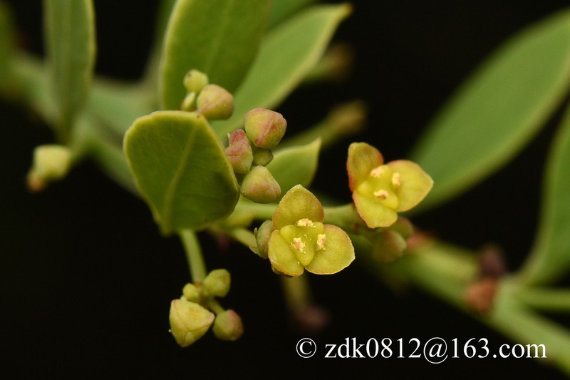 Osyris lanceolata photo 6