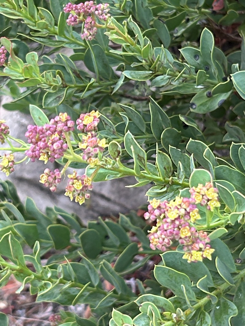 Osyris speciosa photo 2