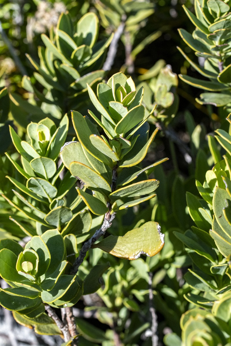 Osyris speciosa photo 3