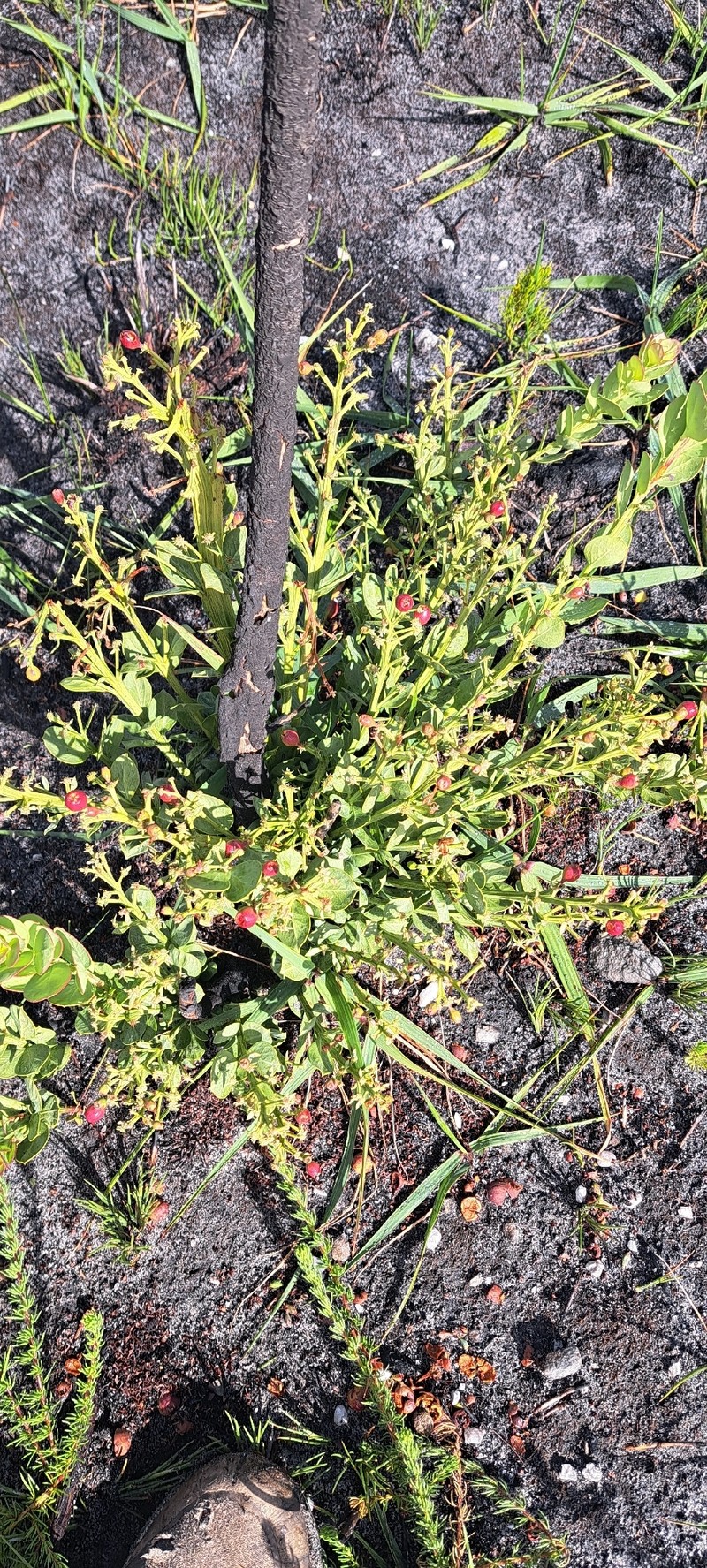 Osyris speciosa photo 4