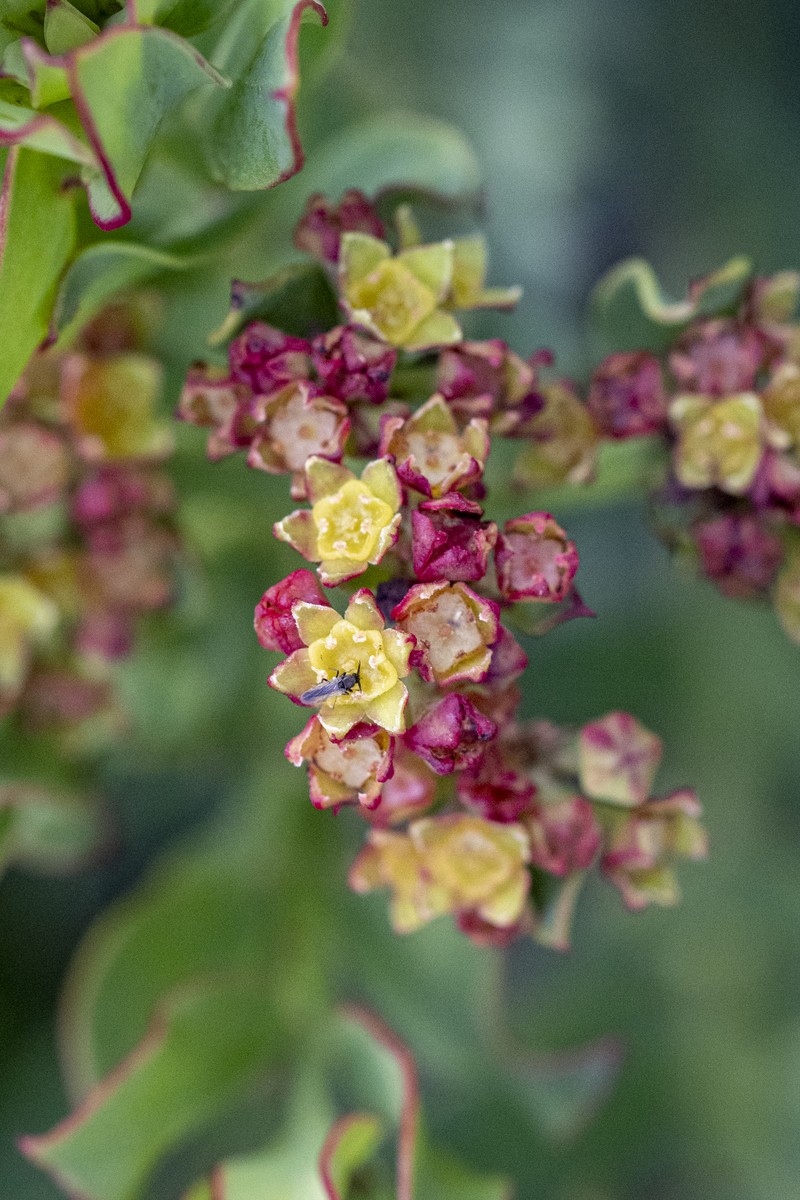 Osyris speciosa photo 5