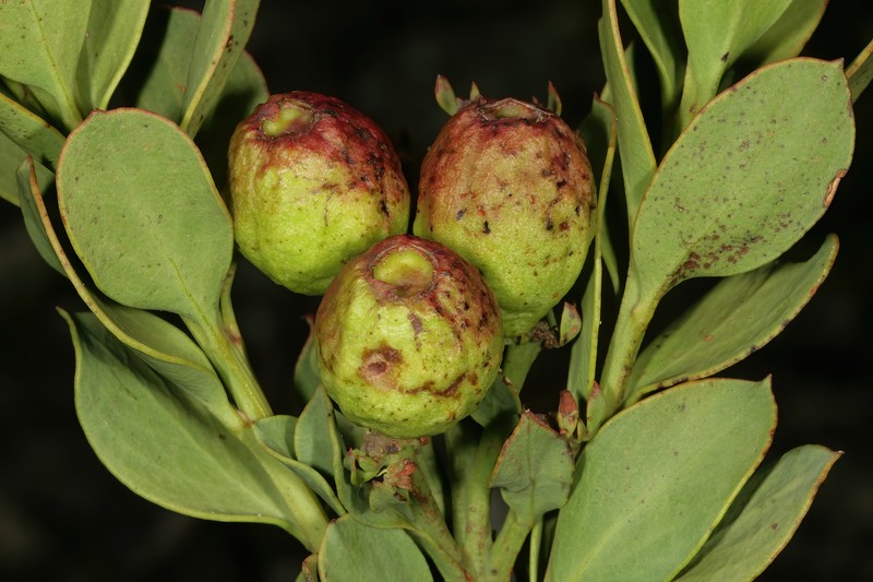 Osyris speciosa