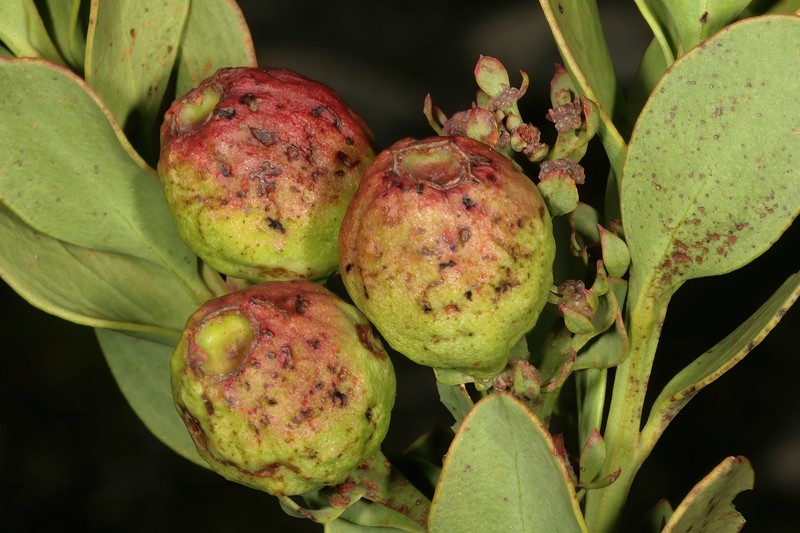 Osyris speciosa photo 6