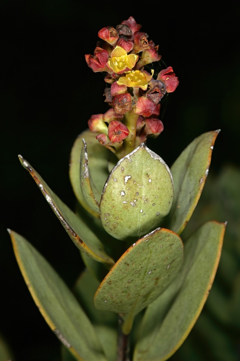 Osyris speciosa photo 7