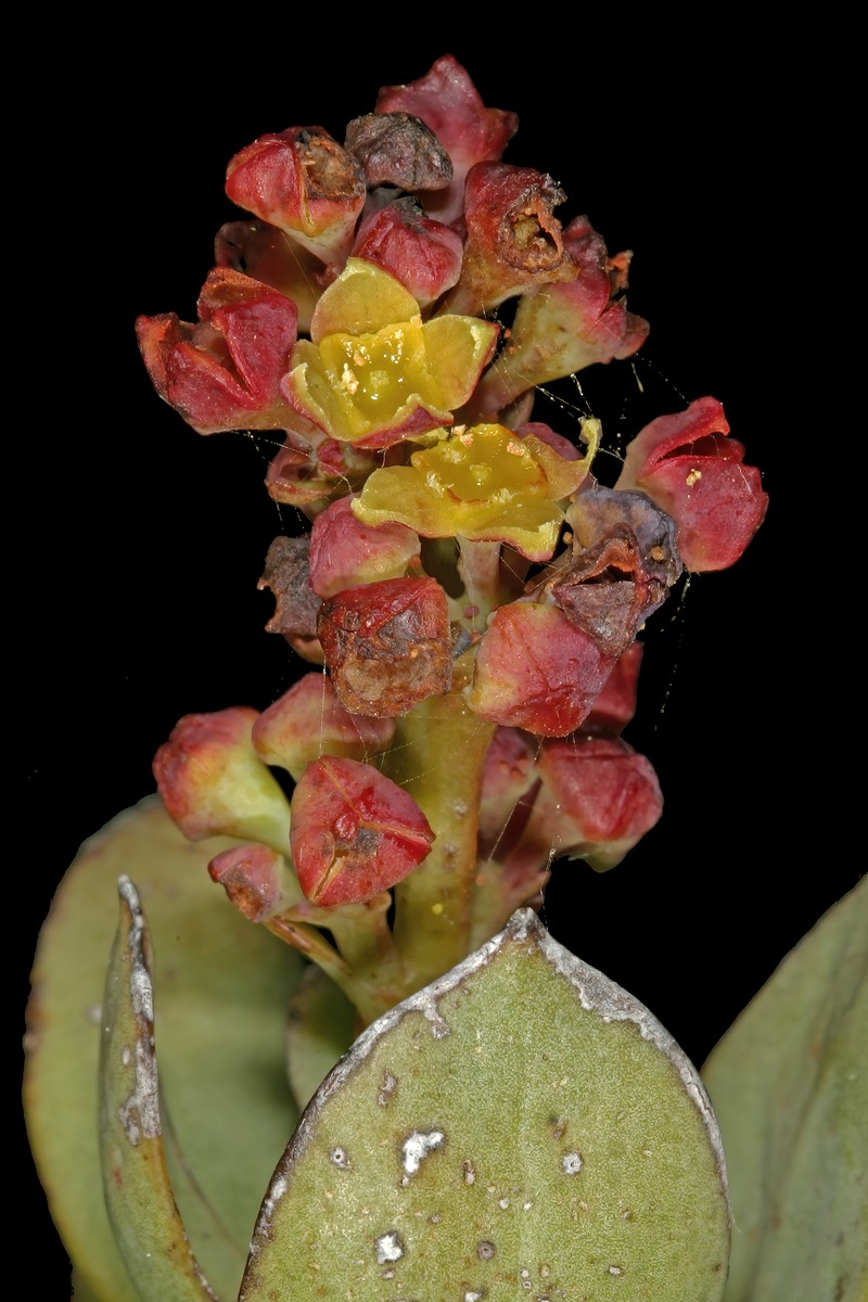 Osyris speciosa photo 8