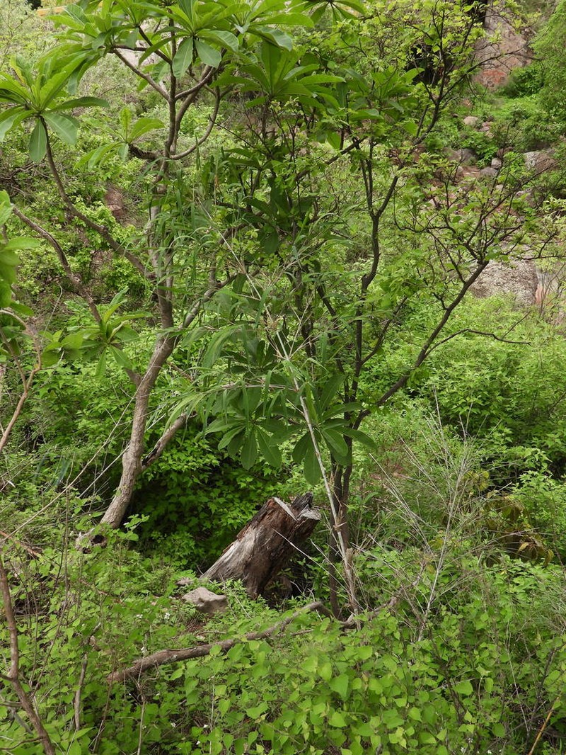 Otatea nayeeri