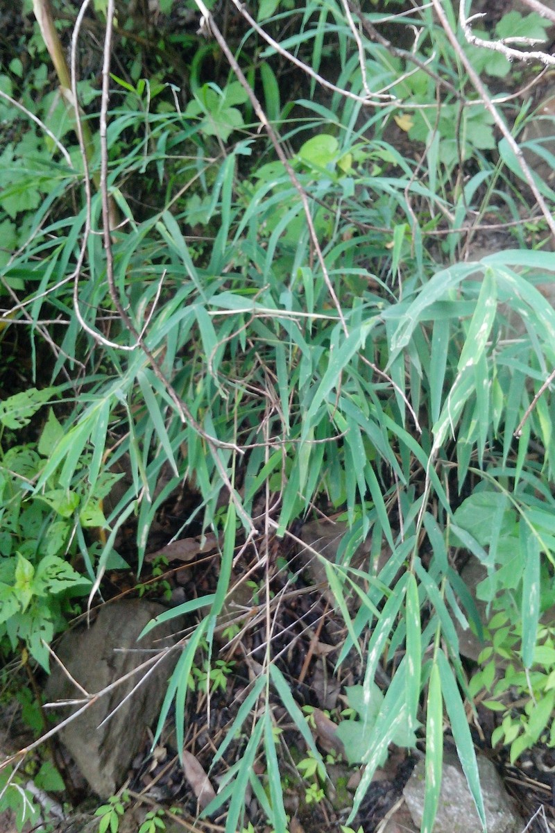 Otatea nayeeri photo 3