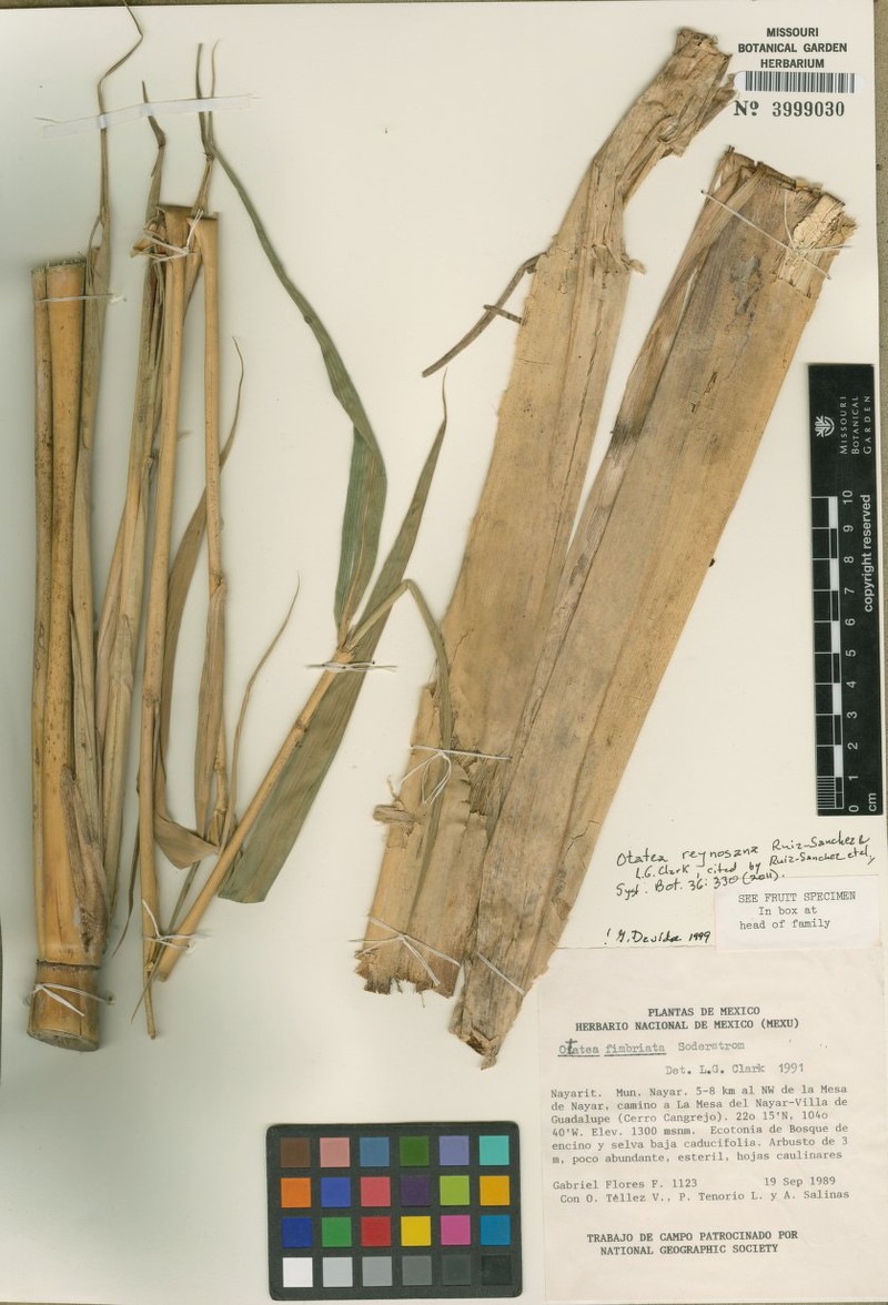 Otatea nayeeri photo 4