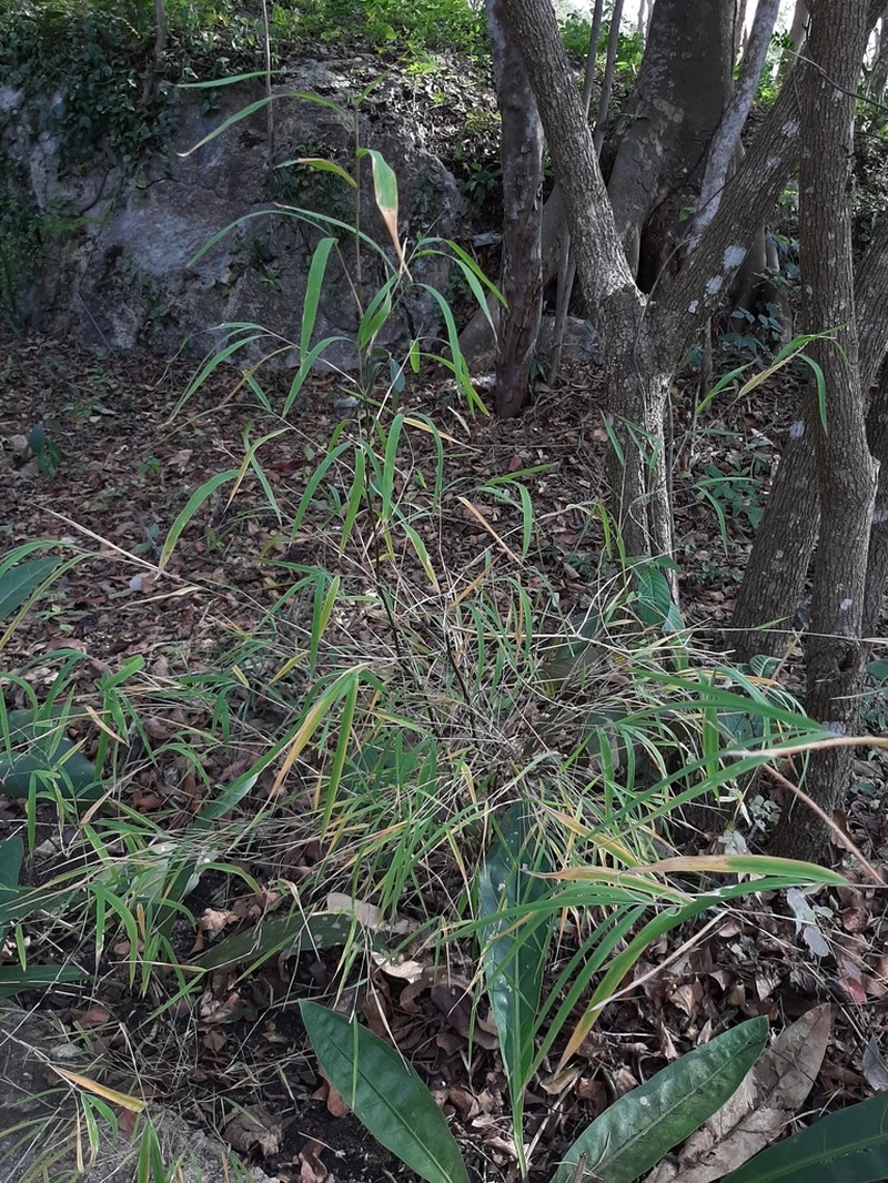 Otatea rzedowskiorum photo 2