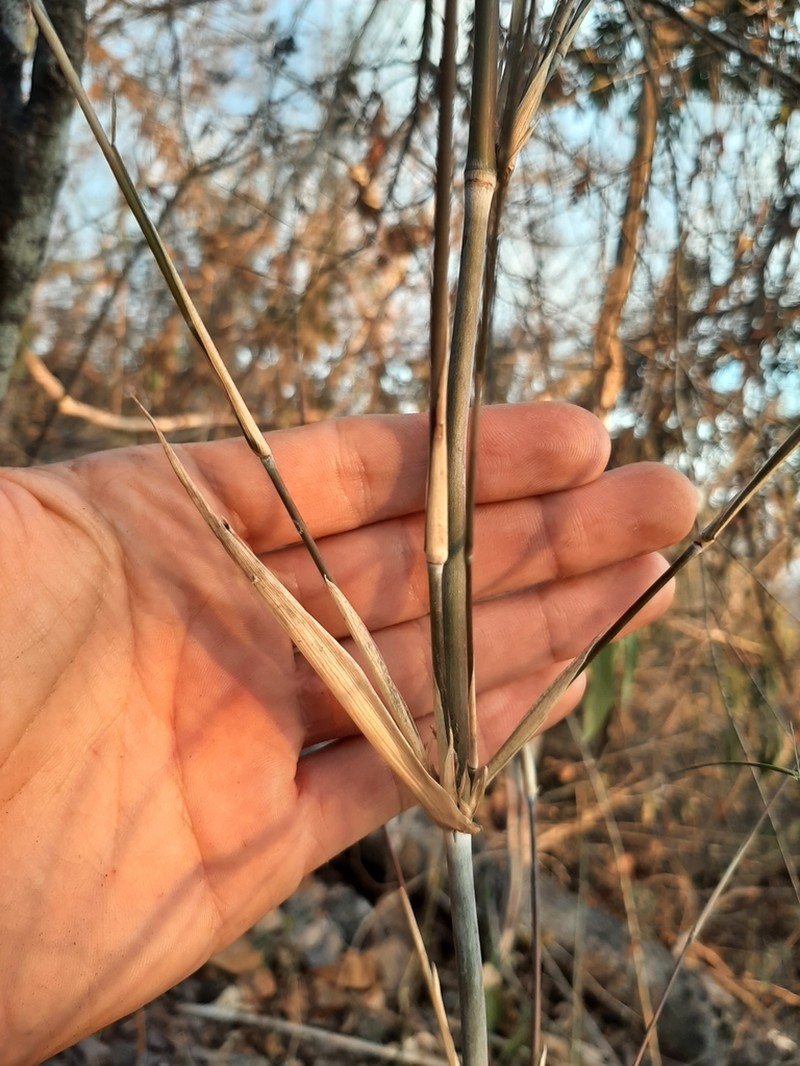 Otatea rzedowskiorum photo 3