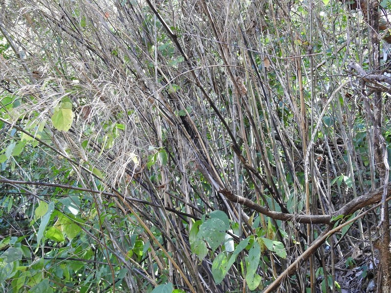 Otatea rzedowskiorum photo 4