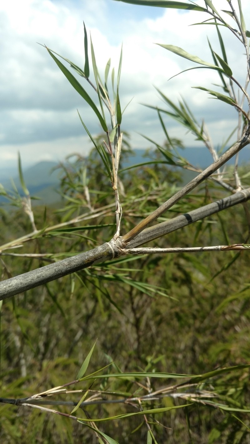 Otatea victoriae