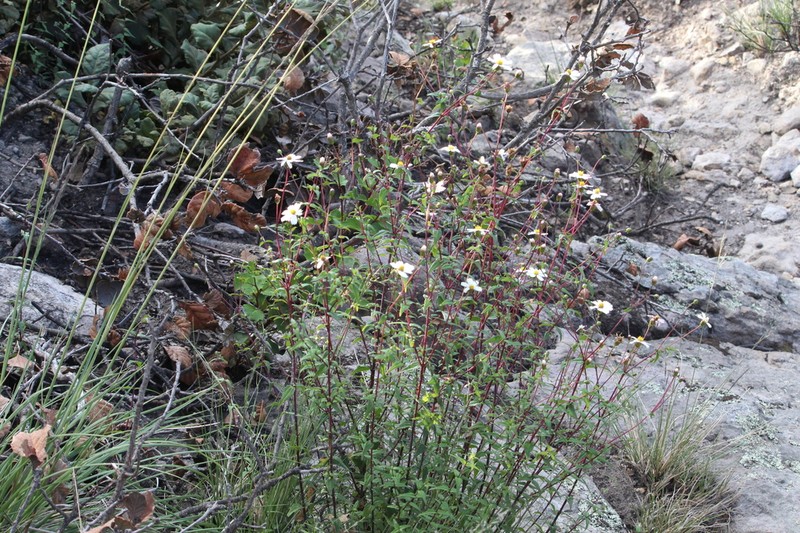 Oteiza acuminata