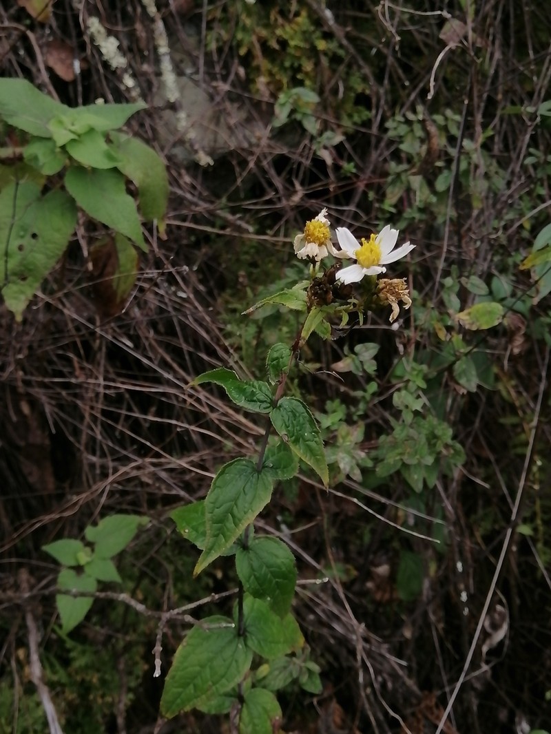 Oteiza acuminata photo 2