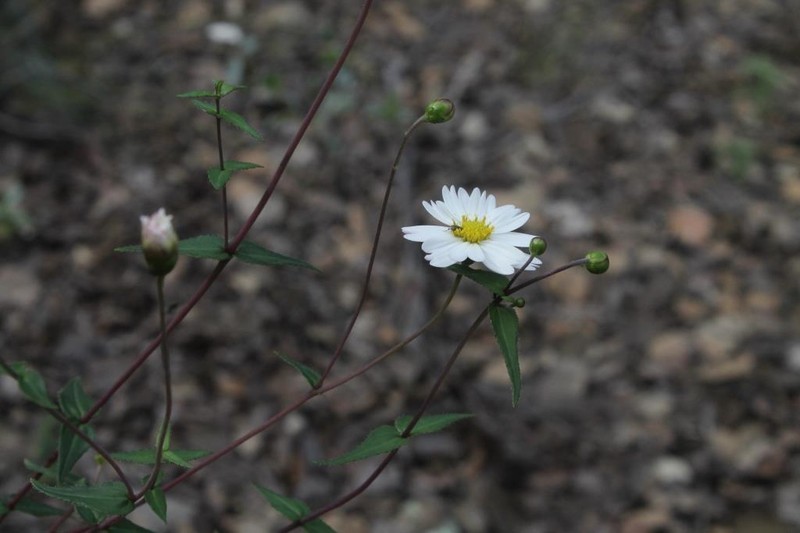 Oteiza acuminata photo 3