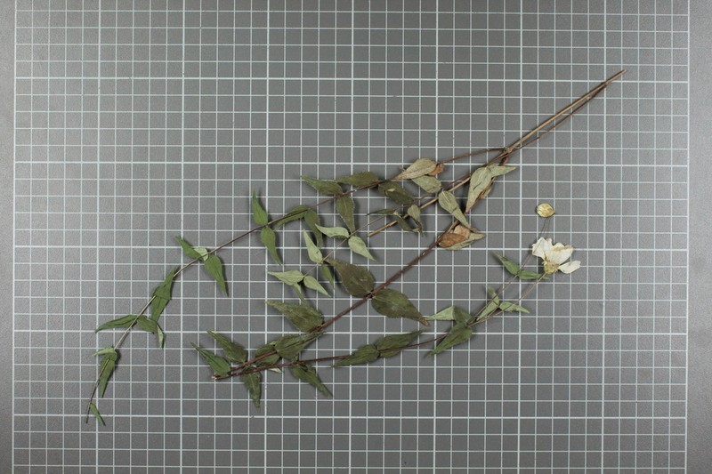 Oteiza acuminata photo 4