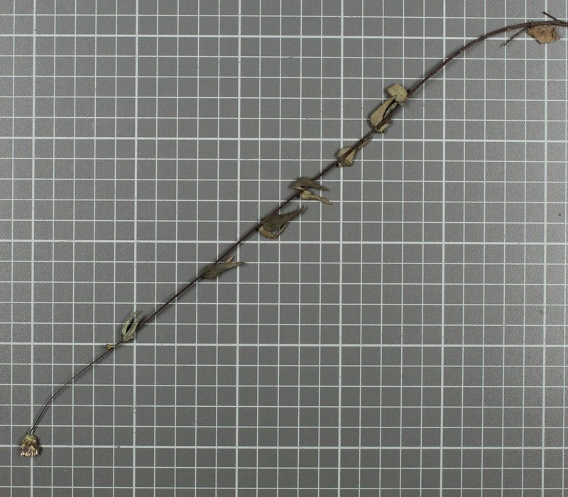 Oteiza acuminata photo 5