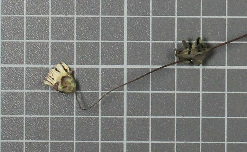 Oteiza acuminata photo 6