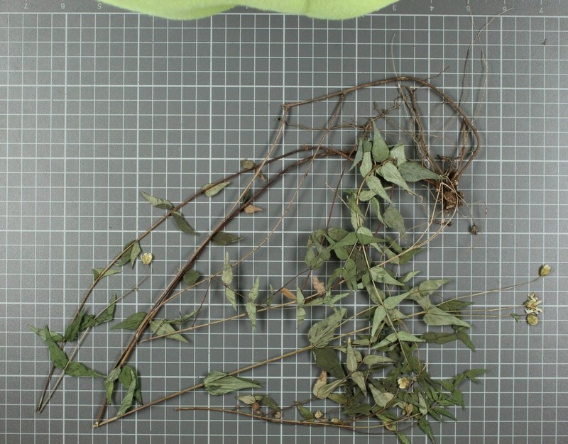 Oteiza acuminata photo 7