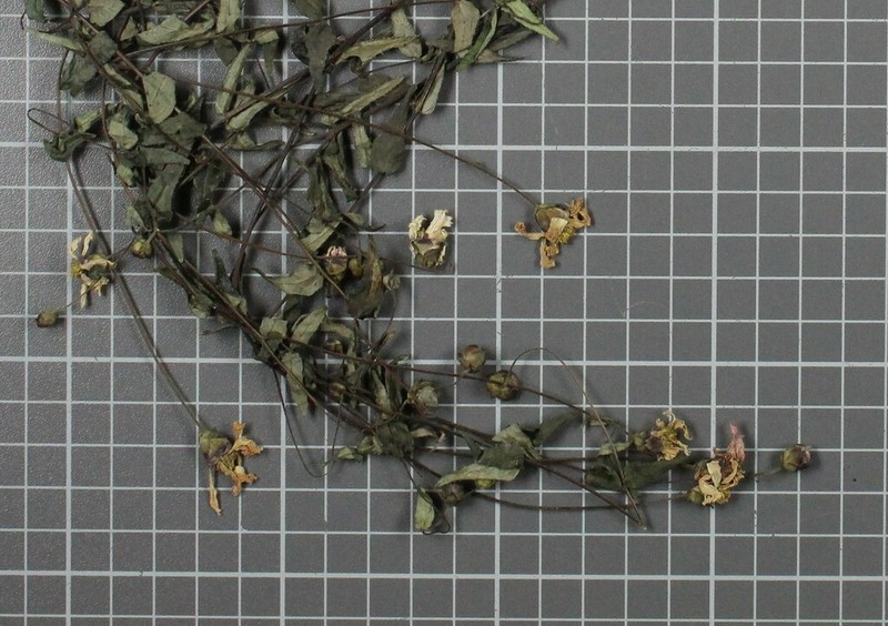 Oteiza acuminata photo 8
