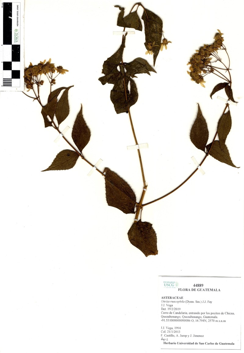 Oteiza ruacophila
