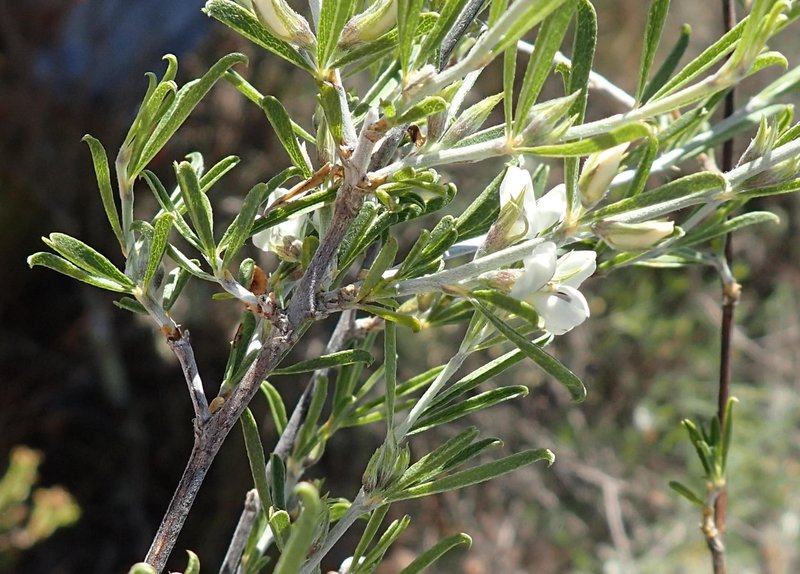 Otholobium candicans