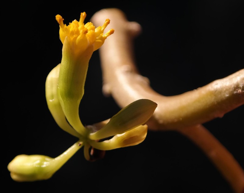 Othonna cerarioides photo 2