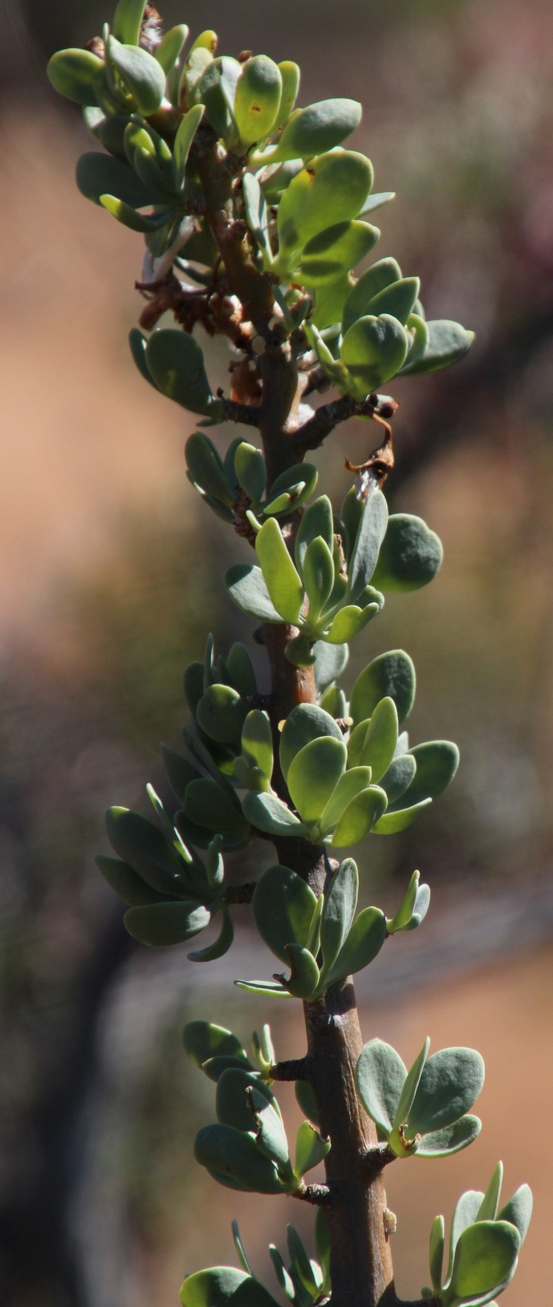 Othonna cerarioides photo 3