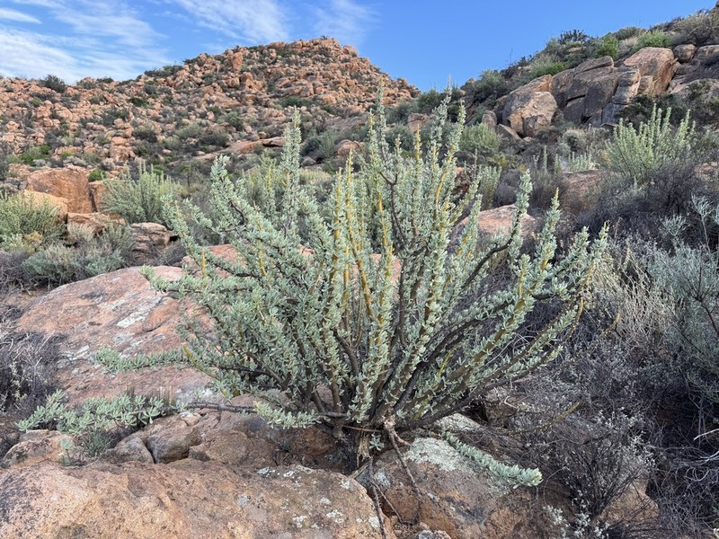 Othonna cerarioides photo 5