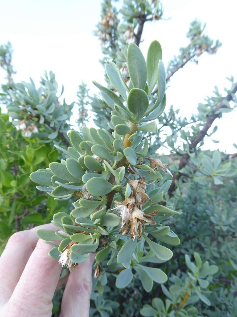 Othonna cerarioides photo 6