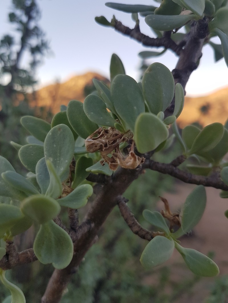 Othonna cerarioides photo 7