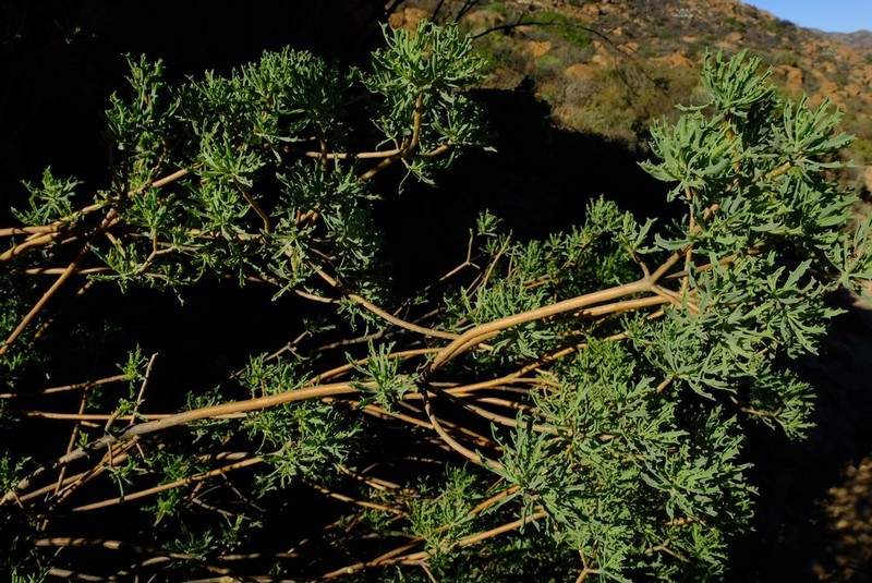 Othonna divaricata