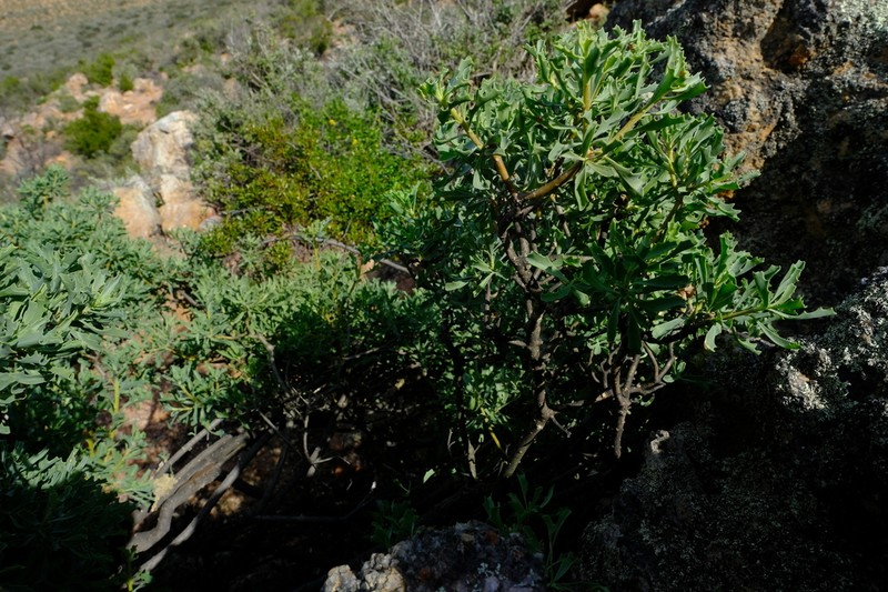 Othonna divaricata photo 2