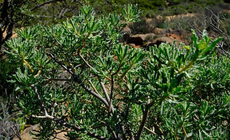 Othonna divaricata photo 3