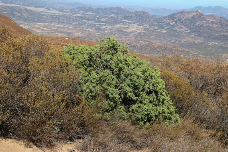 Othonna divaricata photo 4