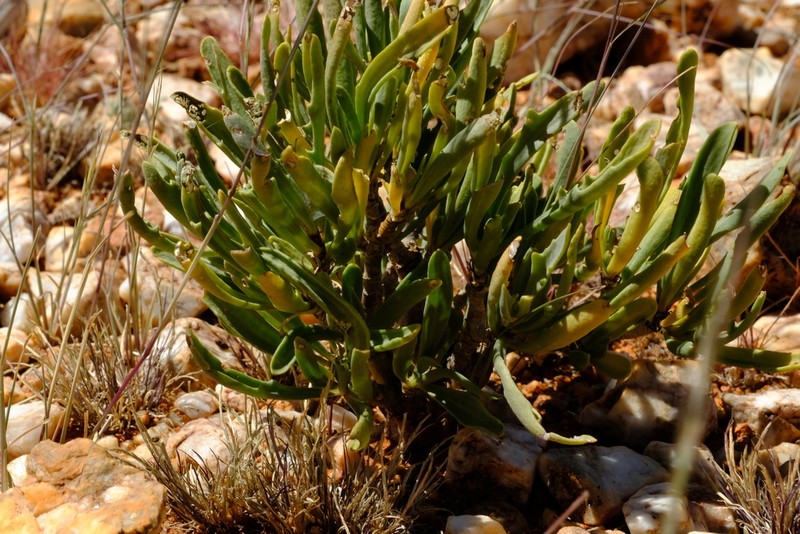 Othonna divaricata photo 5