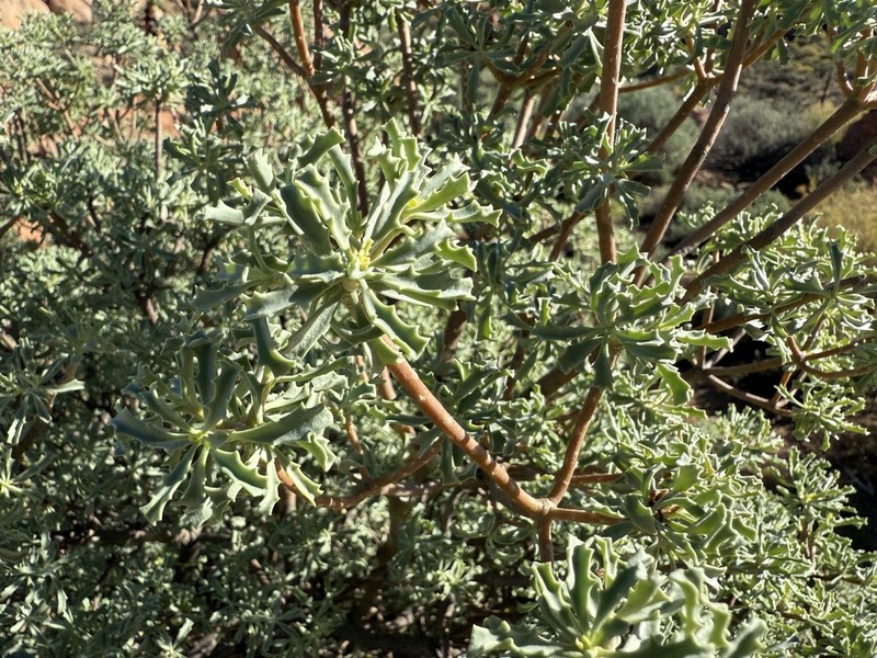 Othonna divaricata photo 6