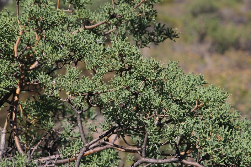 Othonna divaricata photo 7