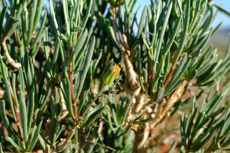 Othonna divaricata photo 8