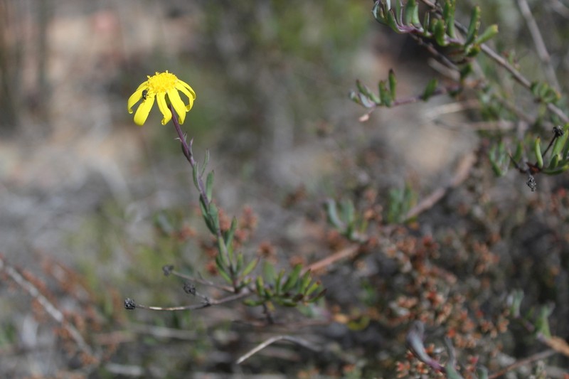 Othonna haumannii