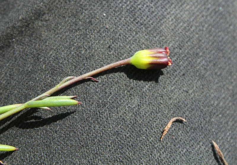 Othonna haumannii photo 3