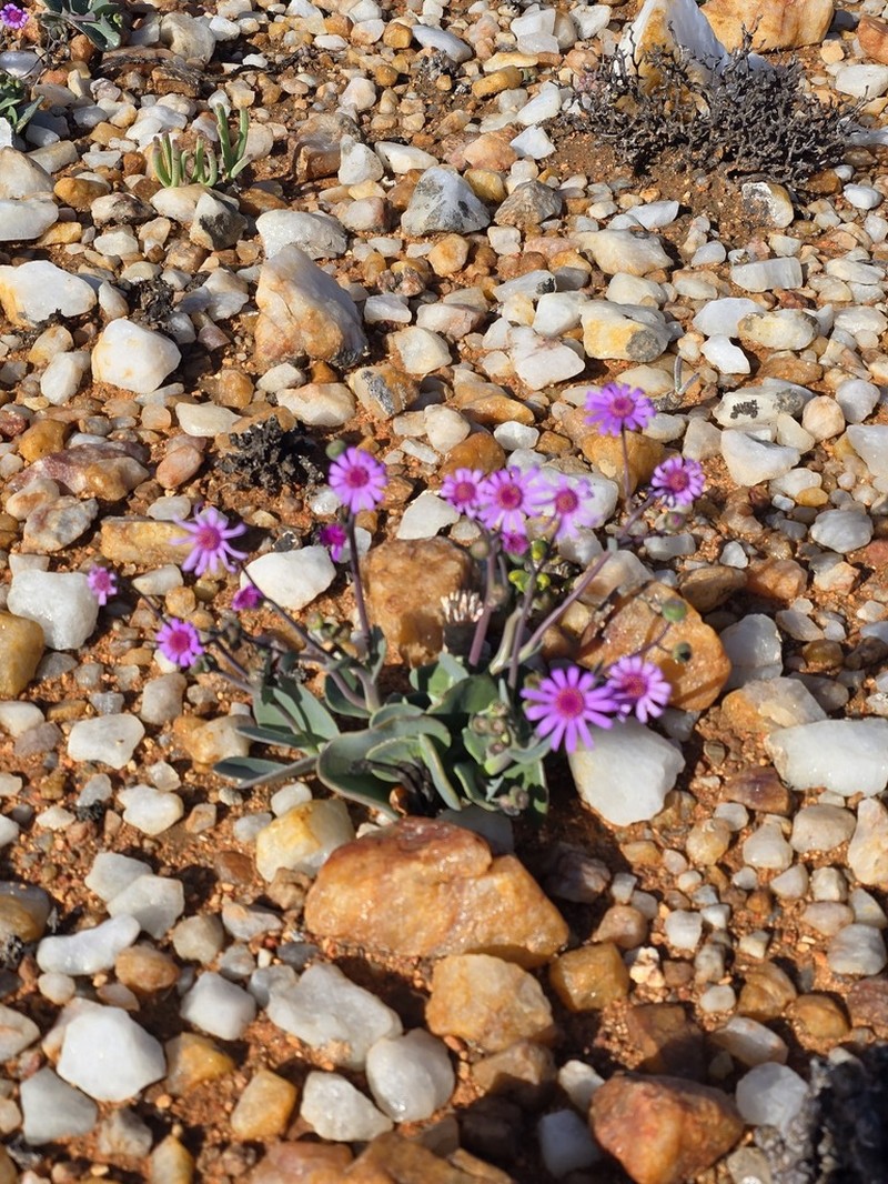 Othonna lilacina