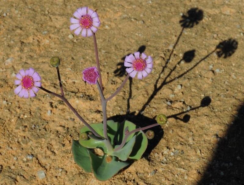 Othonna lilacina photo 2