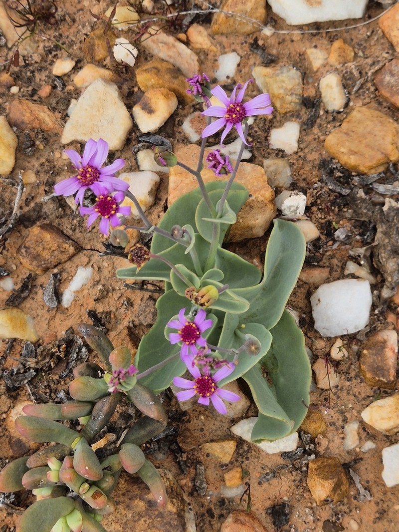 Othonna lilacina photo 3