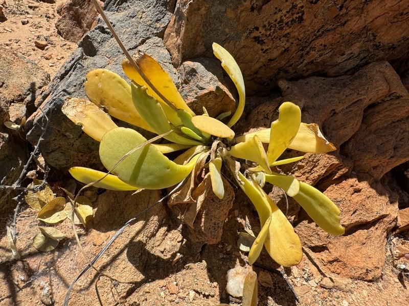 Othonna lilacina photo 4