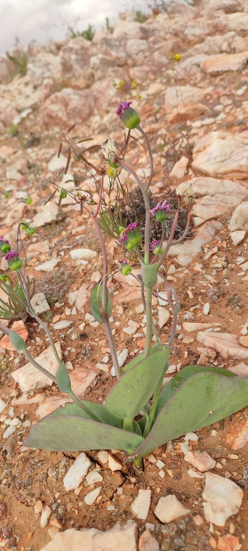 Othonna lilacina photo 5